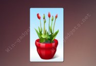 Virtual flower pot is a widget on Windows 7 desktop.